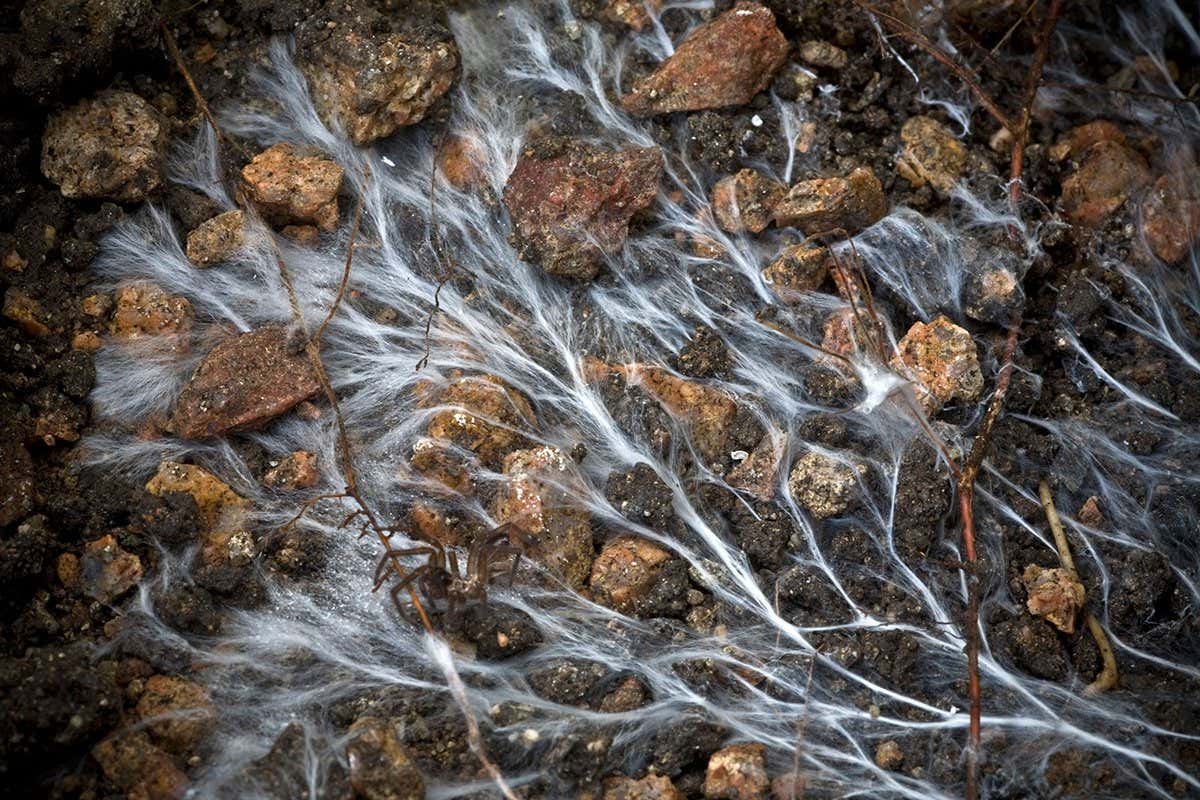 Wild Fungi Enhance Soil Carbon Capture